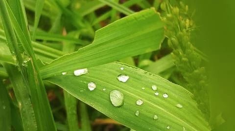 Close-up view of fresh green corn leaves growing in an agricultural field. Stock-Fotos