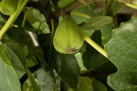 Close up view of a fresh green fig growing on a branch with leaves all arou.. Stock-Fotos