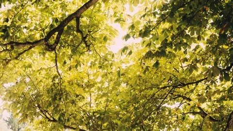Close-up view of fresh green foliage and overlapping tree leaves, highlighting Stock Footage 344830463