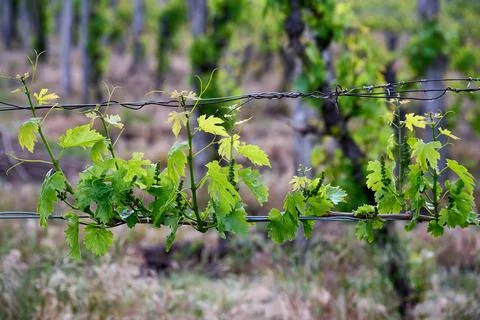 Close-up view of fresh green grapevine leaves and young shoots on trellis wir 写真素材