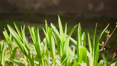 Close up view of fresh green grass in spring. Video stock 153210211