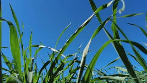 Close up view of fresh green grass on a bright day with blue sky Stock Footage 238075603