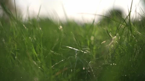A close-up view of fresh green grass blades glistening in sunlight. The natural Видео 286250411