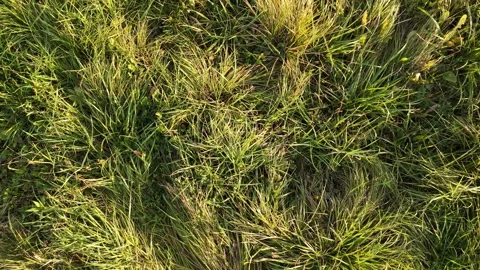 Close-Up View of Fresh Green Grass Blades Video stock 291133150