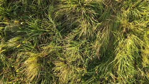 Close-Up View of Fresh Green Grass Blades Video stock 291136627