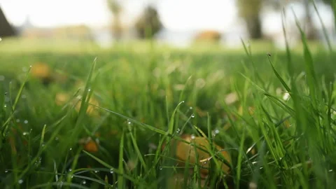 Close up view of fresh green grass at sunny morning time Stock Footage 303479723