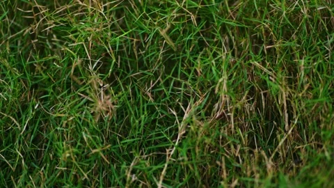 Close-up view of fresh green grass with natural texture and detail. day time Vídeo Stock 331063566