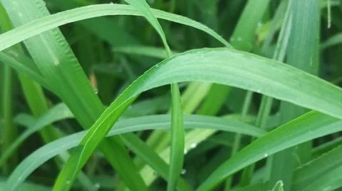Close-up view of fresh green grass blades with morning dew drops. Stock Photos