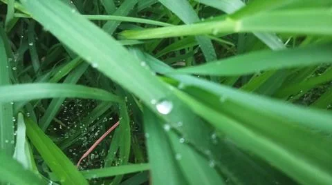 Close-up view of fresh green grass blades with morning dew drops. Stock-Fotos