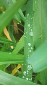 Close-up view of fresh green grass blades with morning dew drops. 写真素材