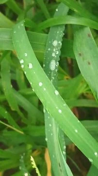 Close-up view of fresh green grass blades with morning dew drops. 스톡 사진