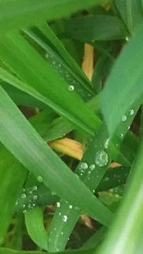 Close-up view of fresh green grass blades with morning dew drops. Fotos de archivo