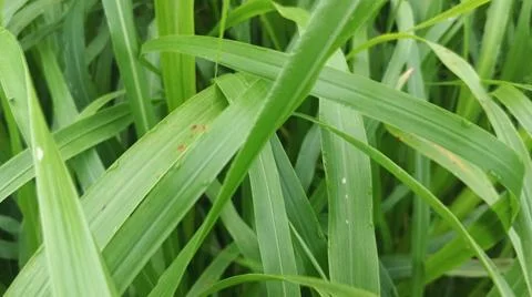 Close-up view of fresh green grass blades with morning dew drops. Foto stock