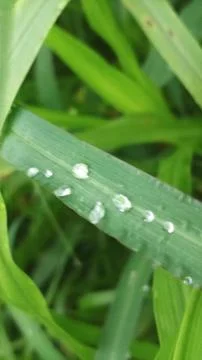 Close-up view of fresh green grass blades with morning dew drops. Stock-Fotos