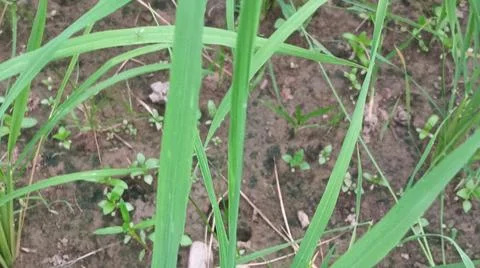 Close-up view of fresh green grass and weeds growing in agricultural soil. Фото