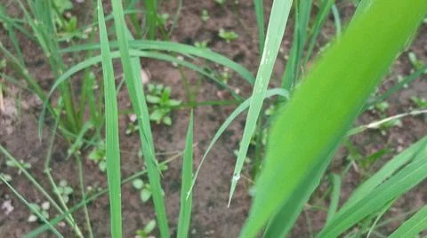 Close-up view of fresh green grass and weeds growing in agricultural soil. 스톡 사진