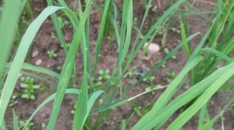 Close-up view of fresh green grass and weeds growing in agricultural soil. 写真素材