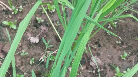 Close-up view of fresh green grass and weeds growing in agricultural soil. Stock-Fotos