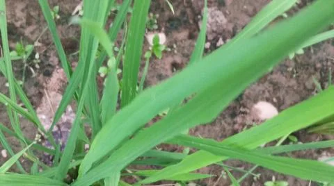 Close-up view of fresh green grass and weeds growing in agricultural soil. Stock Photos