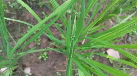 Close-up view of fresh green grass and weeds growing in agricultural soil. Stock Photos