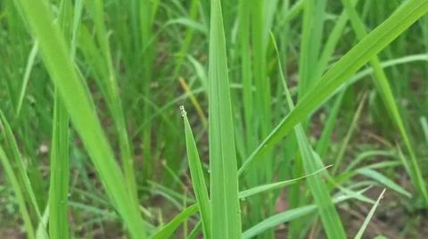 Close-up view of fresh green grass and weeds growing in agricultural soil. Stock-Fotos