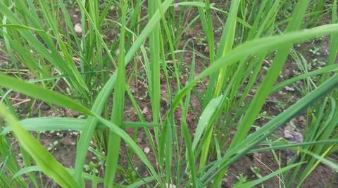 Close-up view of fresh green grass and weeds growing in agricultural soil. Stock-Fotos