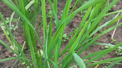 Close-up view of fresh green grass and weeds growing in agricultural soil. Stock-Fotos