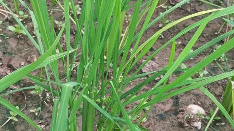 Close-up view of fresh green grass and weeds growing in agricultural soil. Stock Photos