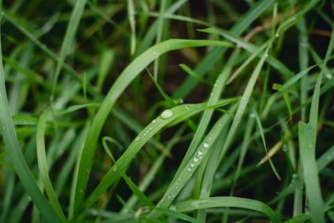 Close-up view of fresh green grass blades covered with morning dew water drop Stock Photos