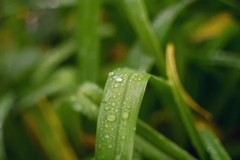 Close-up view of fresh green grass leaves covered with morning dew drops Stock Photos