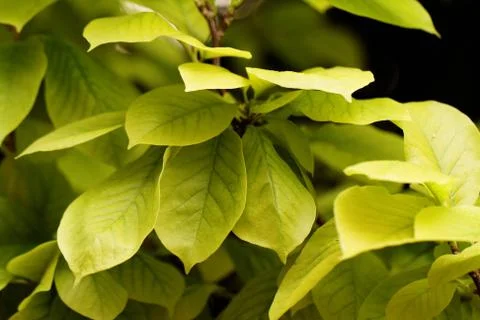 Close up view of fresh green leaf Stock Photos