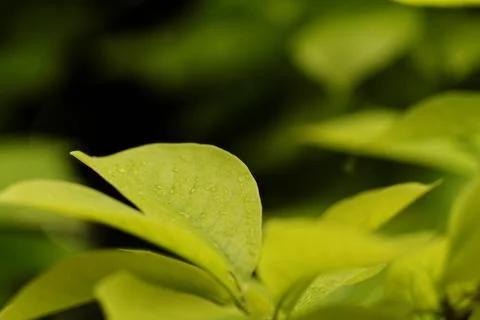 Close up view of fresh green leaf Stock Photos