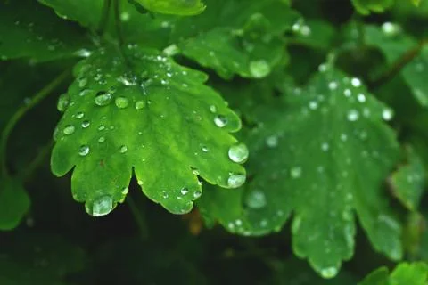 Close view on the fresh green leaf with water drops Stock Photos