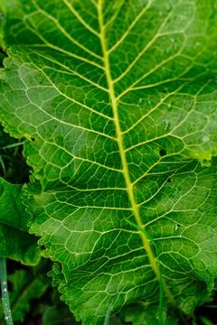 Close-up view of fresh green leaf showing intricate vein structure, natural p Stock Photos