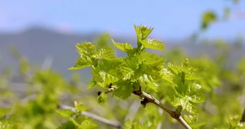 Close up view of fresh green leaves on plant in California Vineyard. Video stock 269259250