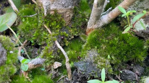 A Close-Up View of Fresh Green Moss Growing Around Tree Roots and Soil Stock Footage 340260065