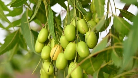 Close-up view of fresh green neem fruits hanging naturally on a neem tree b.. Stock Footage 335274520
