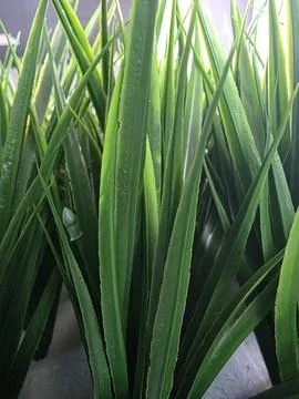 Close up view of fresh green pointed plant leaves background Stock Photos