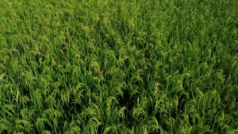Close Up View of Fresh Green Rice Paddy Plants in Lamongan June 5 2026 Stock Footage 336692672