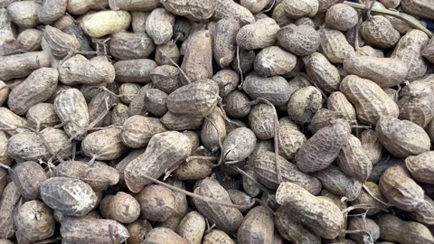 Close-Up View of Fresh Groundnuts After Harvest Stock Footage 320930833