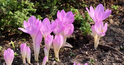 Close up view of fresh growth of pink Crocus flowers in the garden Video stock 320448340