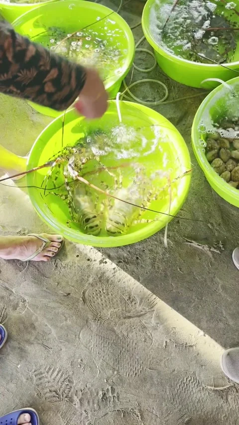 Close-up view of fresh live spiny lobsters kept in green water basins with .. 스톡 동영상 346910936
