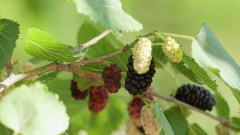 Close-up view of fresh mulberries ripening on a tree branch among green leav Stock Footage 340982674
