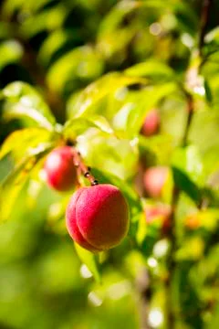 Close up view of fresh peach on tree Stock Photos