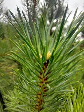 Close-up View of Fresh Pine Needles Glistening After the Rain in a Forest S.. Stock Photos