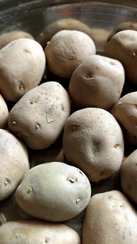 Close-Up View of Fresh Potatoes in 4K Vertical Frame Stock Footage 321388518