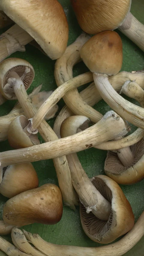 Close-up view of fresh psychedelic psilocybin mushrooms in a bowl. Stock Footage 280106898