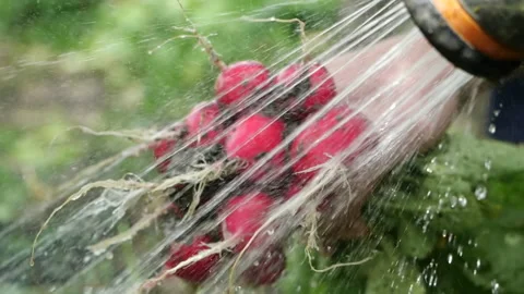 Close-up view of a fresh radish in a man's hand, which is watered with a stream Stock Footage 141969594