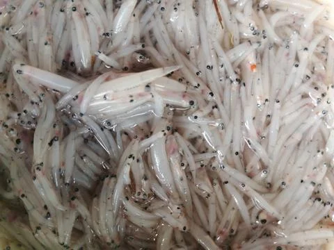 Close up view of fresh raw whitebait fish in a market Stock Photos