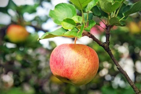Close-up view of fresh red apple hanging on branch Stock Photos